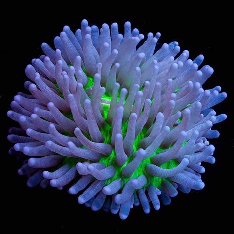 Unique corals - Figure 2. Figure 1. Corals are members of the phylum Cnidaria, a diverse group that includes jellyfish, hydroids, and sea anemones. Cnidarians have a simple body plan, exhibit radial symmetry, and ...